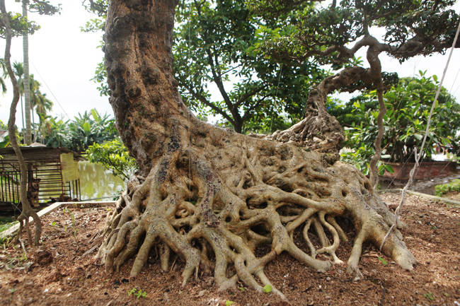 3 cây sanh 'khủng' trị giá 10 tỷ của anh nông dân - Hình 16 3 cay sanh 'khung' tri gia 10 ty cua anh nong dan-Hinh-16