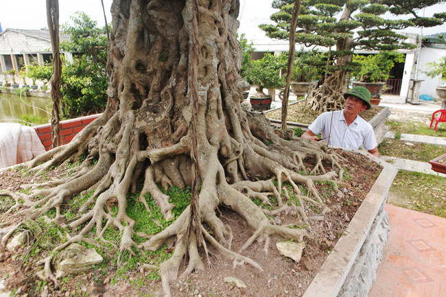 3 cây sanh 'khủng' trị giá 10 tỷ của anh nông dân - Hình 11 3 cay sanh 'khung' tri gia 10 ty cua anh nong dan-Hinh-11