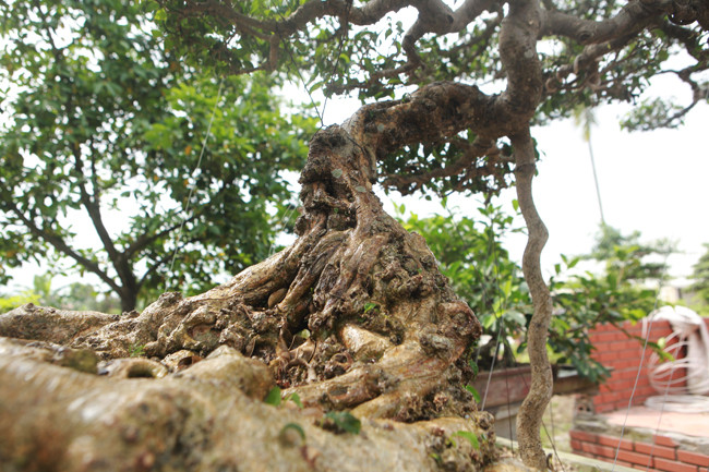 3 cây sanh 'khủng' trị giá 10 tỷ của anh nông dân - Hình 20 3 cay sanh 'khung' tri gia 10 ty cua anh nong dan-Hinh-20