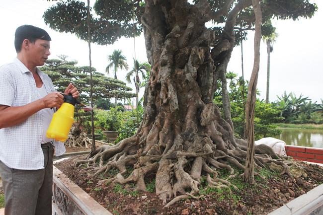 3 cây sanh 'khủng' trị giá 10 tỷ của anh nông dân - Hình 7 3 cay sanh 'khung' tri gia 10 ty cua anh nong dan-Hinh-7