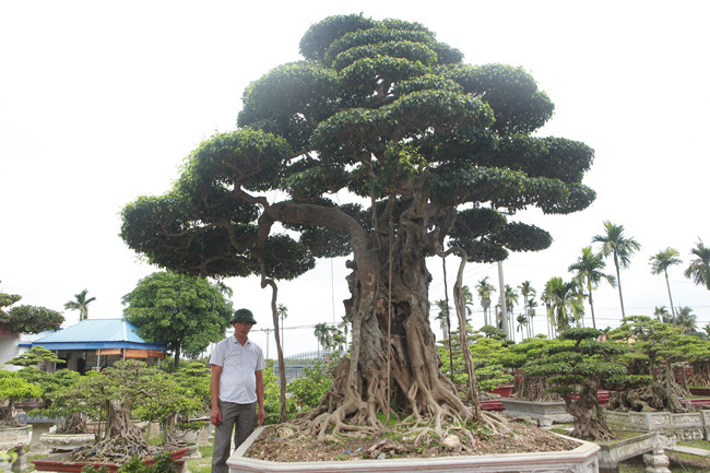 3 cây sanh 'khủng' trị giá 10 tỷ của anh nông dân - Hình 4 3 cay sanh 'khung' tri gia 10 ty cua anh nong dan-Hinh-4