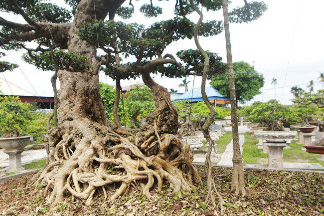 3 cây sanh 'khủng' trị giá 10 tỷ của anh nông dân - Hình 17 3 cay sanh 'khung' tri gia 10 ty cua anh nong dan-Hinh-17