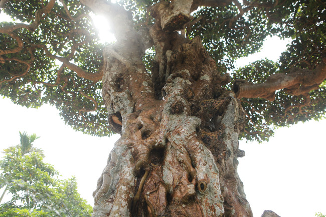 3 cây sanh 'khủng' trị giá 10 tỷ của anh nông dân - Hình 10 3 cay sanh 'khung' tri gia 10 ty cua anh nong dan-Hinh-10