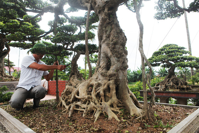 3 cây sanh 'khủng' trị giá 10 tỷ của anh nông dân - Hình 12 3 cay sanh 'khung' tri gia 10 ty cua anh nong dan-Hinh-12