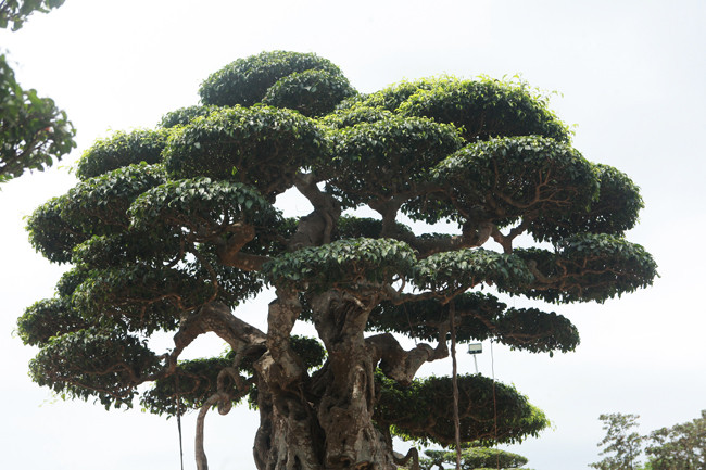 3 cây sanh 'khủng' trị giá 10 tỷ của anh nông dân - Hình 9 3 cay sanh 'khung' tri gia 10 ty cua anh nong dan-Hinh-9