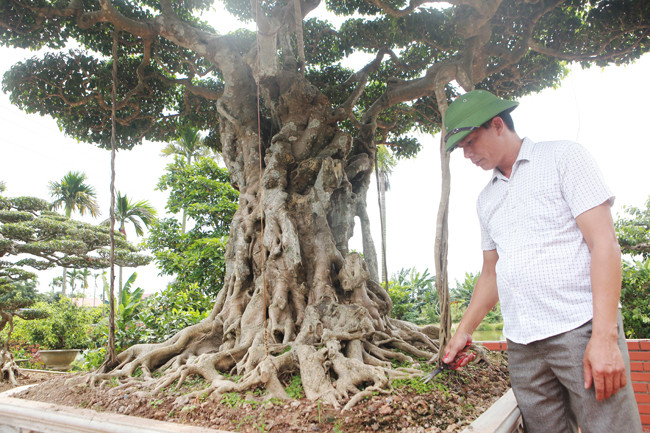 3 cây sanh 'khủng' trị giá 10 tỷ của anh nông dân - Hình 5 3 cay sanh 'khung' tri gia 10 ty cua anh nong dan-Hinh-5