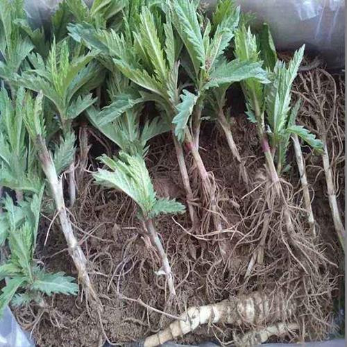 Cay thuong bi nho bo, ai ngo dem ban kiem ca nui tien-Hinh-2