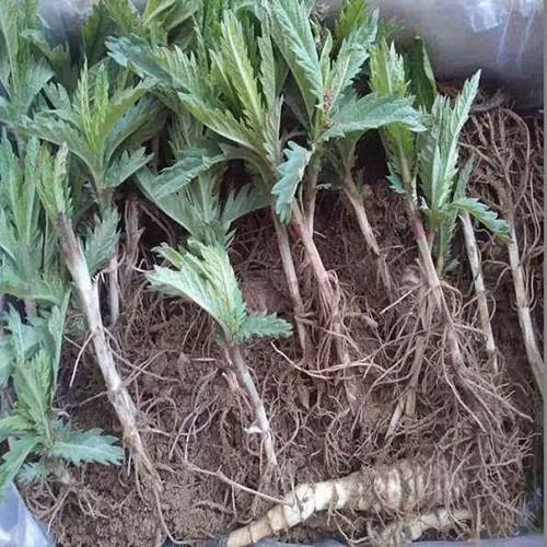 Cay thuong bi nho bo, ai ngo dem ban kiem ca nui tien-Hinh-2