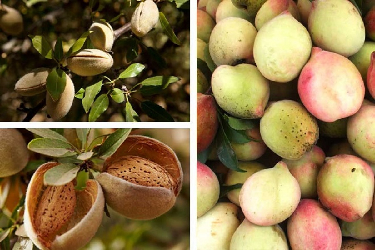 16 thuc pham giup phu nu co dang dep, da xinh-Hinh-4