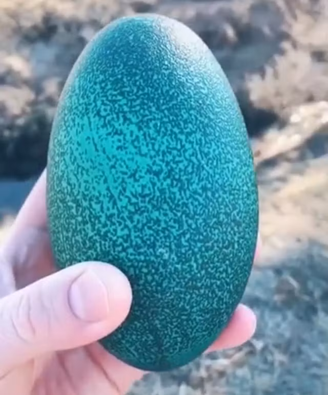 Thit bo Uc, ga u muoi tieu: Gia sieu re, ban tran lan-Hinh-3