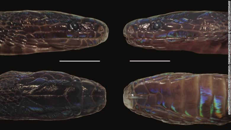 Loai ran la co mau sac ong anh o Viet Nam-Hinh-2