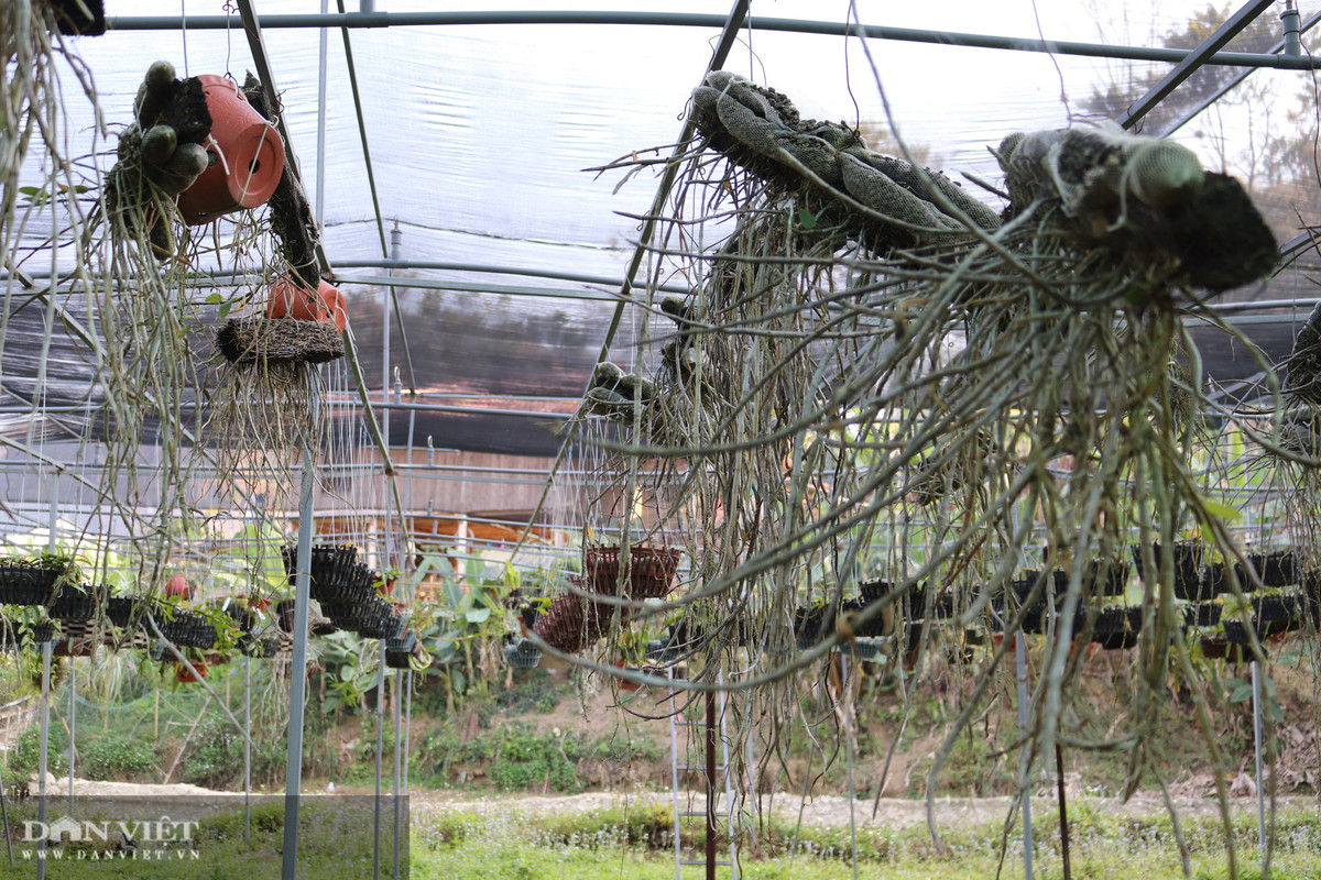 Vuon lan 'khung' tren 6.000 gio cua co gai Thai o Son La-Hinh-3