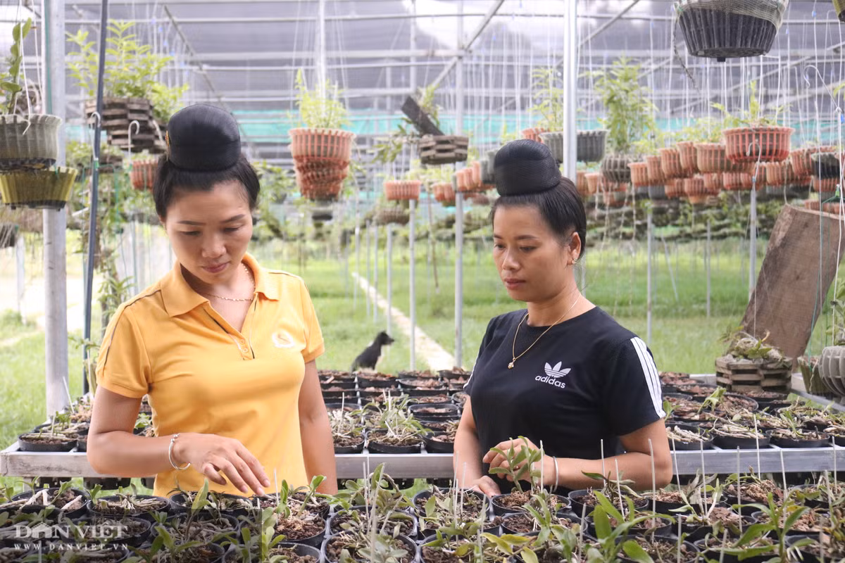 Vuon lan 'khung' tren 6.000 gio cua co gai Thai o Son La-Hinh-2