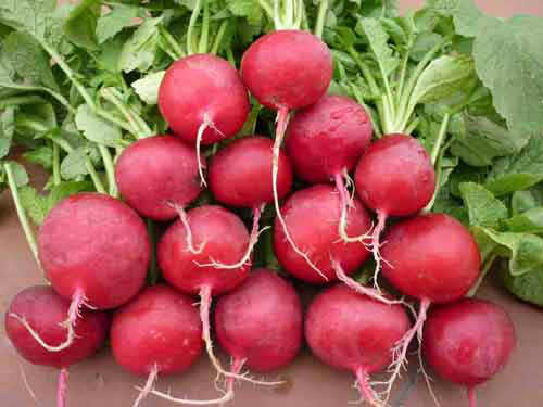 Thieu mau dang la van de rat nghiem trong o phu nu-Hinh-3