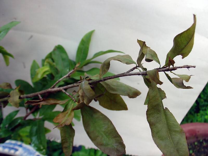 Nhà phạm phải 4 sai lầm này gia chủ làm quần quật vẫn nghèo Nha pham phai 4 sai lam nay gia chu lam quan quat van ngheo