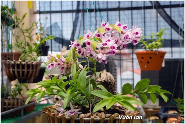 Bo 400 trieu choi lan, doi ban than Ha Noi co gia tai chuc ty-Hinh-6