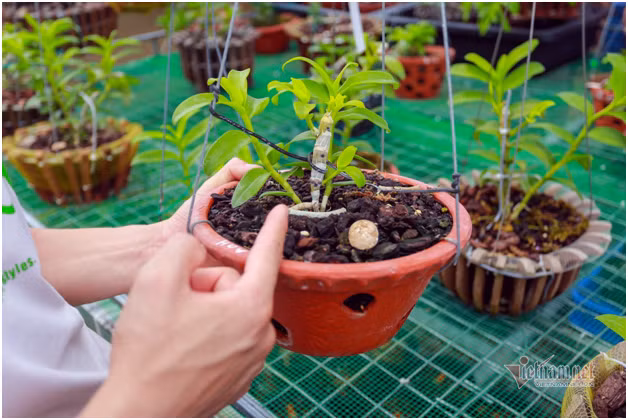 Bo 400 trieu choi lan, doi ban than Ha Noi co gia tai chuc ty-Hinh-7