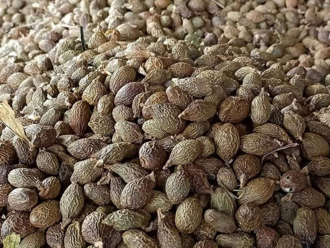 Qua la 4 nam moi co 1 lan ban gia chat van tranh nhau mua