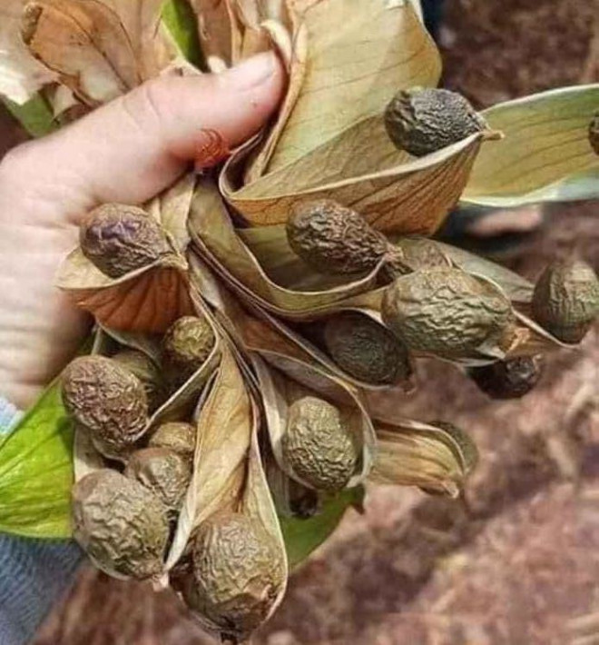 Qua la 4 nam moi co 1 lan ban gia chat van tranh nhau mua-Hinh-2