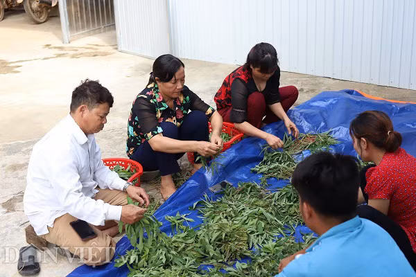 Rau mot thoi an chong doi, nay thu ca trieu dong moi ngay-Hinh-5