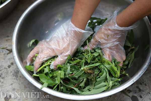 Rau mot thoi an chong doi, nay thu ca trieu dong moi ngay-Hinh-7