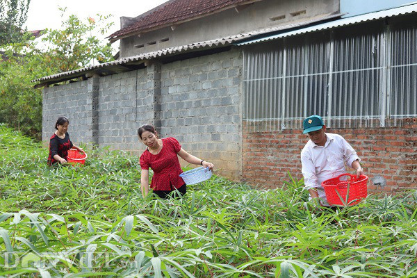 Rau mot thoi an chong doi, nay thu ca trieu dong moi ngay