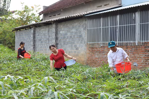 Rau mot thoi an chong doi, nay thu ca trieu dong moi ngay
