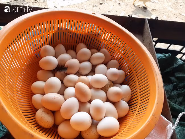 5 meo giup chon trung ga ta, khong nham voi trung ga cong nghiep-Hinh-3