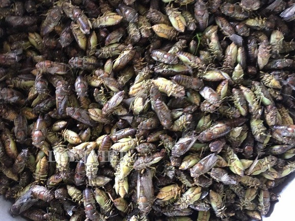 Dac san ve sau, mon nhau dau he may ai dam thu-Hinh-4