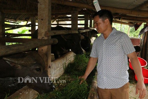 Nuoi nhot nhung con trau to bu, cu ban 1 con thu 40-50 trieu-Hinh-2