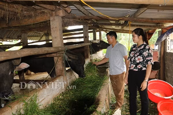 Nuoi nhot nhung con trau to bu, cu ban 1 con thu 40-50 trieu-Hinh-3