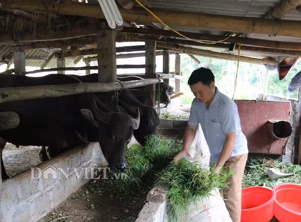 Nuoi nhot nhung con trau to bu, cu ban 1 con thu 40-50 trieu-Hinh-4