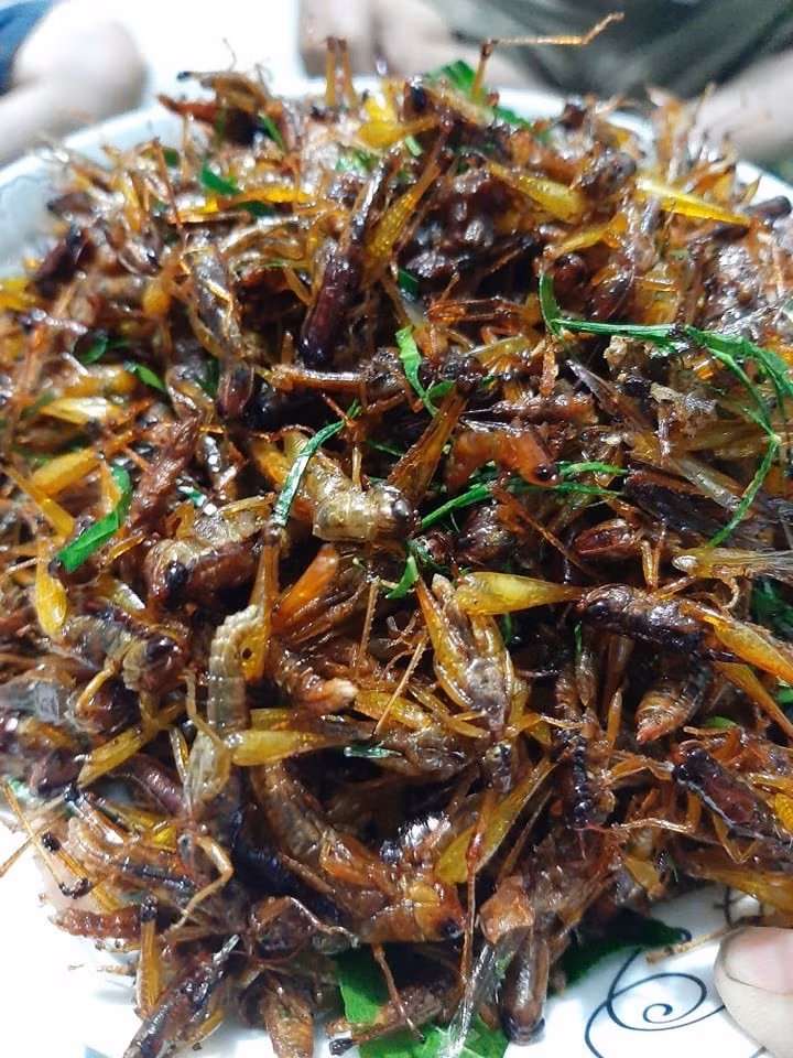 Chau chau gia 250.000 dong/kg duoc san lung rao riet