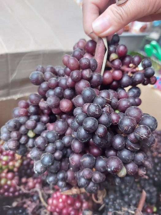 Quả mọc hoang trên rừng được lùng mua dù giá đắt hơn nho Mỹ ảnh 3 Quả mọc hoang trên rừng được lùng mua dù giá đắt hơn nho Mỹ ảnh 3