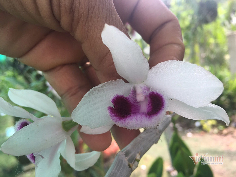 Vuon lan gan 20.000 cay hang chuc ty cua tay choi Sai Thanh-Hinh-2