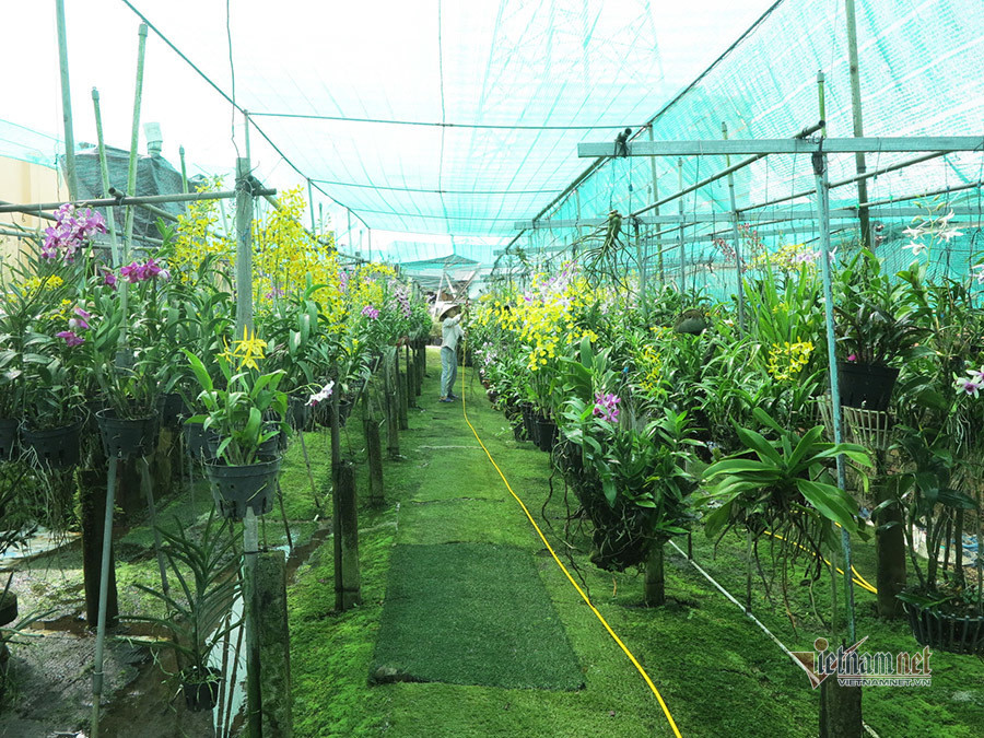 Vuon lan gan 20.000 cay hang chuc ty cua tay choi Sai Thanh