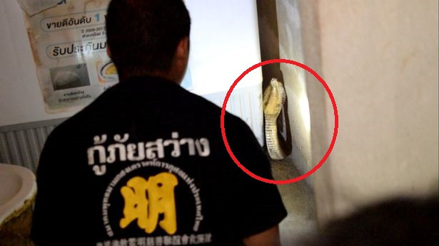 Nghe thấy tiếng rít kỳ lạ ở phòng tắm, nhìn kỹ thì sợ "tái mặt" Nghe thay tieng rit ky la o phong tam, nhin ky thi so