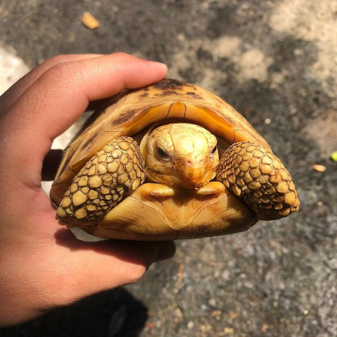 Vi sao rua rut duoc dau vao trong mai?-Hinh-2