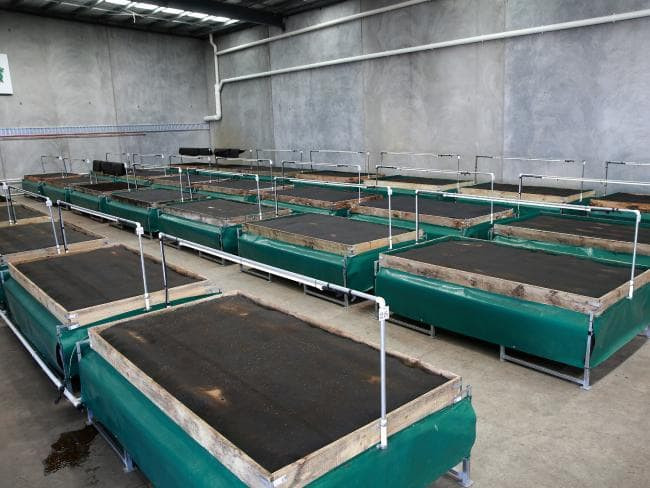 Nuôi con ngoe nguẩy đẻ siêu nhanh, bán dễ dàng, tha hồ hốt bạc - Hình 7 Nuoi con ngoe nguay de sieu nhanh, ban de dang, tha ho hot bac-Hinh-7