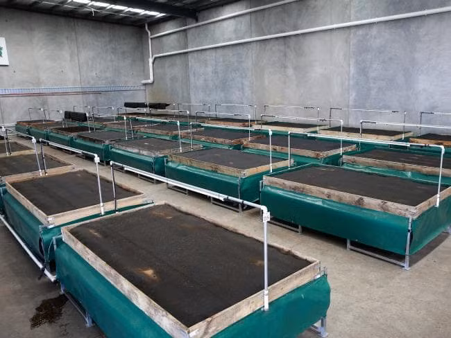 Nuoi con ngoe nguay de sieu nhanh, ban de dang, tha ho hot bac-Hinh-7