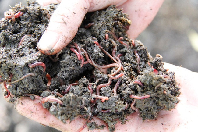 Nuôi con ngoe nguẩy đẻ siêu nhanh, bán dễ dàng, tha hồ hốt bạc - Hình 2 Nuoi con ngoe nguay de sieu nhanh, ban de dang, tha ho hot bac-Hinh-2