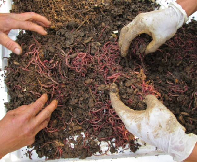 Nuôi con ngoe nguẩy đẻ siêu nhanh, bán dễ dàng, tha hồ hốt bạc - Hình 10 Nuoi con ngoe nguay de sieu nhanh, ban de dang, tha ho hot bac-Hinh-10