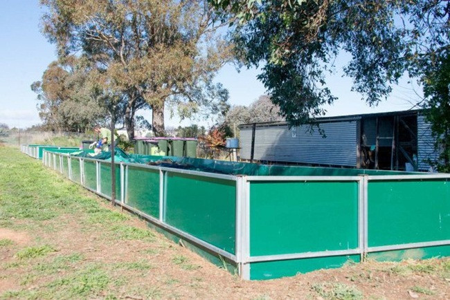 Nuôi con ngoe nguẩy đẻ siêu nhanh, bán dễ dàng, tha hồ hốt bạc - Hình 6 Nuoi con ngoe nguay de sieu nhanh, ban de dang, tha ho hot bac-Hinh-6