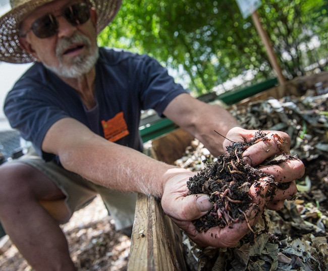 Nuôi con ngoe nguẩy đẻ siêu nhanh, bán dễ dàng, tha hồ hốt bạc - Hình 9 Nuoi con ngoe nguay de sieu nhanh, ban de dang, tha ho hot bac-Hinh-9