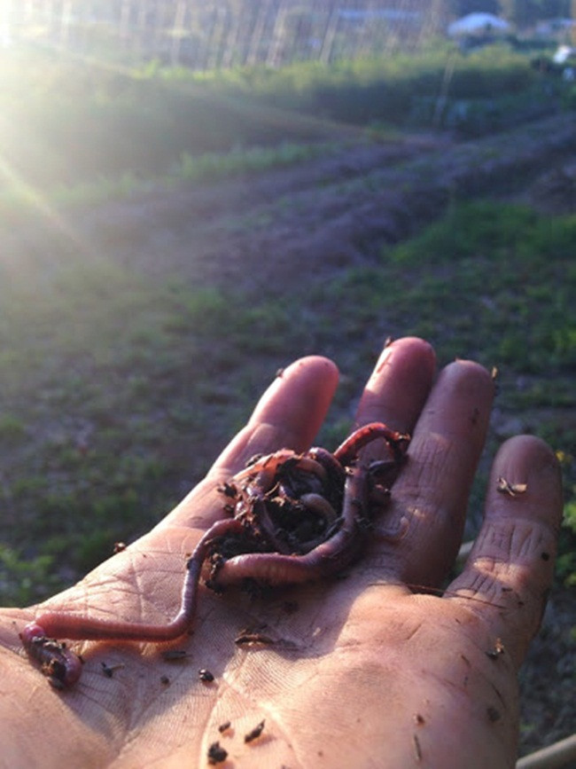 Nuôi con ngoe nguẩy đẻ siêu nhanh, bán dễ dàng, tha hồ hốt bạc - Hình 3 Nuoi con ngoe nguay de sieu nhanh, ban de dang, tha ho hot bac-Hinh-3