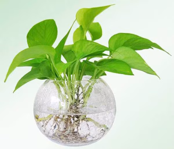 Những loại cây phong thủy chỉ cần nước là sống, giúp tích tài tụ lộc Nhung loai cay phong thuy chi can nuoc la song, giup tich tai tu loc