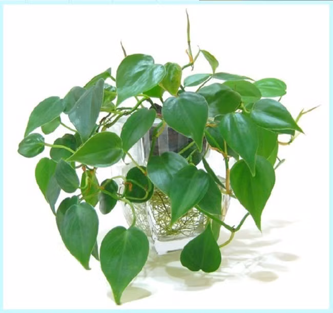 Những loại cây phong thủy chỉ cần nước là sống, giúp tích tài tụ lộc - Hình 4 Nhung loai cay phong thuy chi can nuoc la song, giup tich tai tu loc-Hinh-4