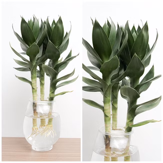 Những loại cây phong thủy chỉ cần nước là sống, giúp tích tài tụ lộc - Hình 3 Nhung loai cay phong thuy chi can nuoc la song, giup tich tai tu loc-Hinh-3