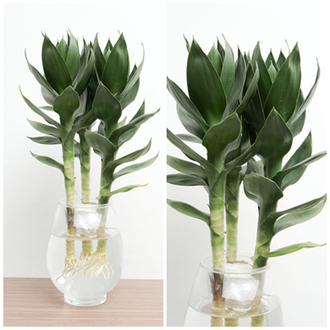 Nhung loai cay phong thuy chi can nuoc la song, giup tich tai tu loc-Hinh-3