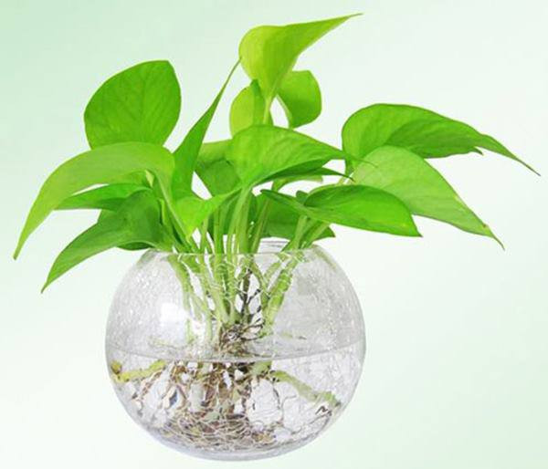 Nhung loai cay phong thuy chi can nuoc la song, giup tich tai tu loc